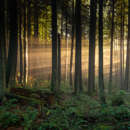Lynn Creek Sunrise