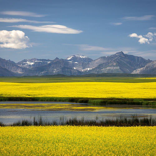 1st Merit Alberta Foothills Camera Club Jan Lyall Southern Alberta Summer