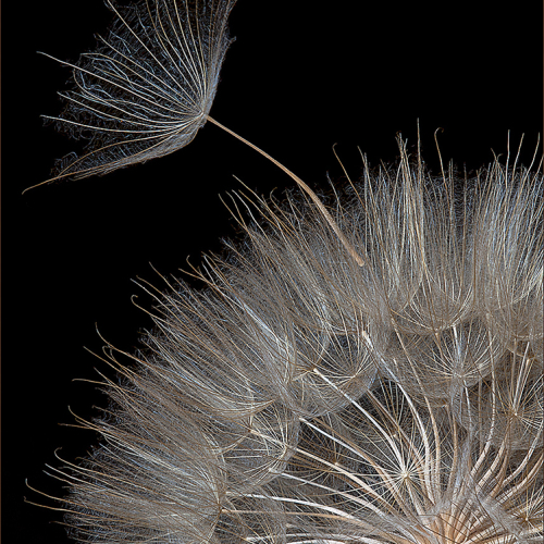 1st Merit Award Botany Etobicoke Camera Club Geoffrey Pierpoint Dispersal