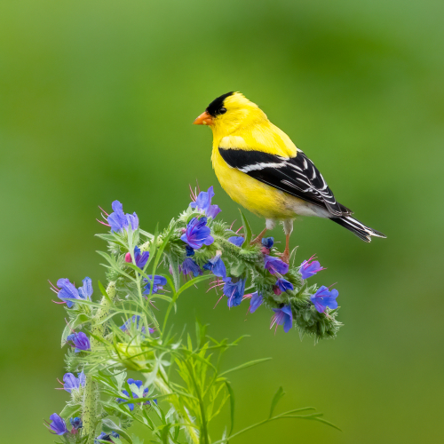 1st Merit Award Nature Adrienne Zoe - Wildflower Perch (Goldfinch)