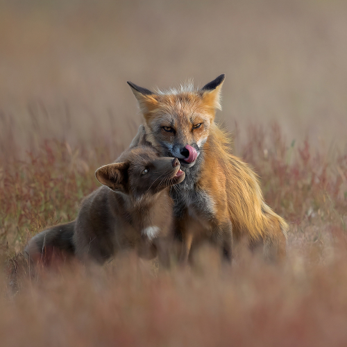 1st Merit Award Nature Jiahua Elite Photography Association Phillip Chang Fox Affection 