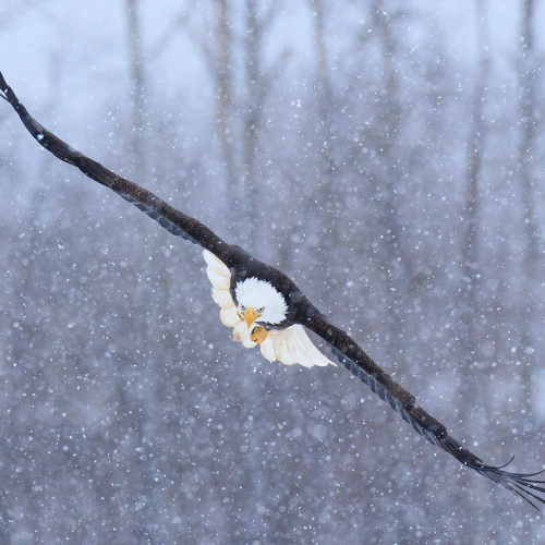 1st Merit NS Photographic Guild Of Nova Scotia Laszlo Podor Incoming Bald Eagle