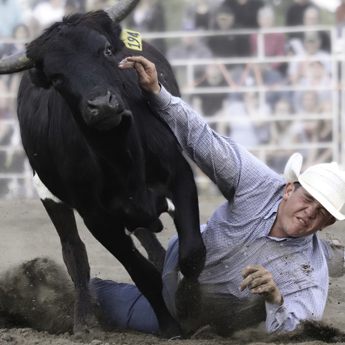 1st Merit Sask Robert Arthur Steer Determination
