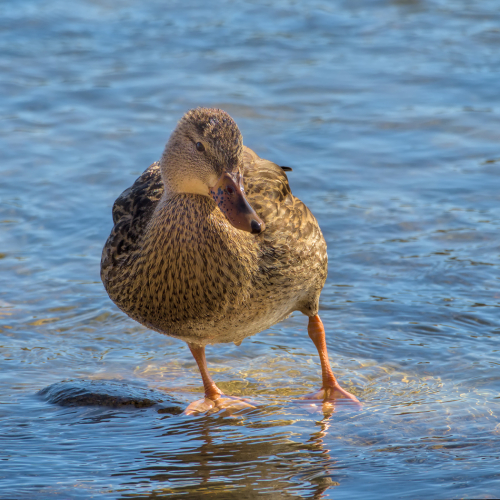 1st Merit - Sask - Saskatoon Camera Club - Bruce Guenter - Walk This Way