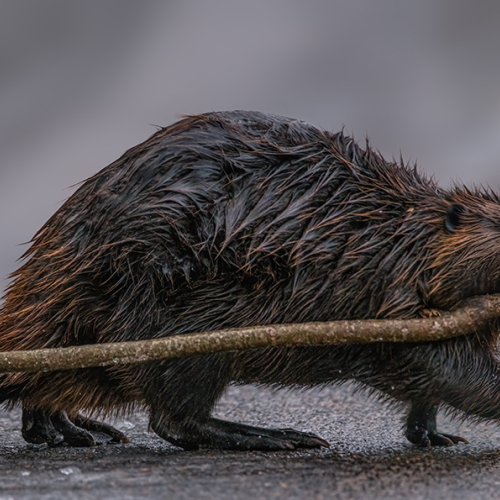 1st Merit Award Animal Hamilton Camera Club Susan Breau Preparing For Winter