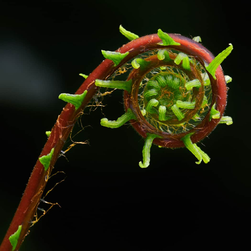 1st_Merit_Award-BO-Trevor Reeves-Fiddlehead