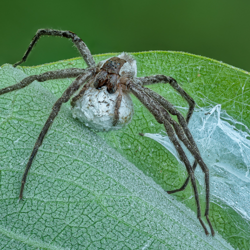 1st_Merit_Award-IN-Catalin Sandu-American Nursery Web Spider With Egg Sac