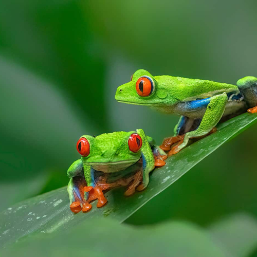 1st Merit Award - IN - Jiahua Elite Photography Association - Yanhua Lu - Red Eyed Treefrog