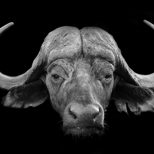 1st Merit Award NA Foothills Camera Club Cubitt Bill The Intense Cape Buffalo