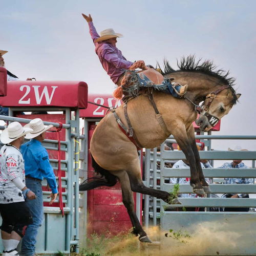 1st Merit Award SK Image West Photographic Association Colleen Edwards Spider, Spider In The Chute