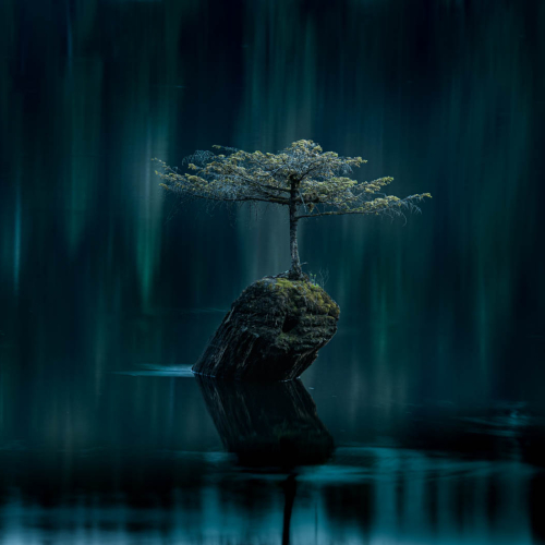 2nd Merit Award Botany Gord Cook Bonsai Tree