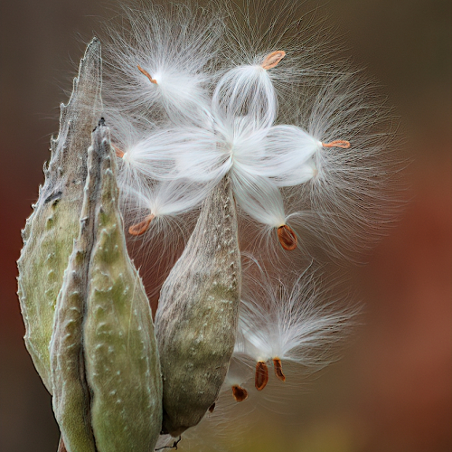 2nd Merit Award Botany Montreal Camera Club Norman Weinstein Milkweed Asclepias Syriaca