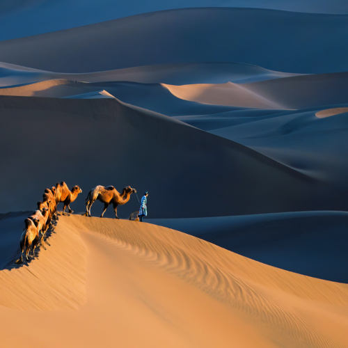 2nd Merit Colour Jiahua Elite Photograph Association Richard Liu Desert Camels
