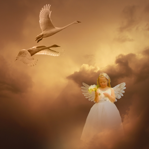 2nd Merit Colour Joe Pate   Golden Sunset Angel And Swans