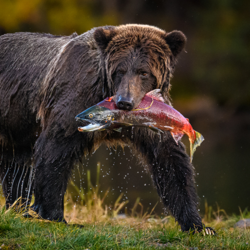 2nd Merit Award Animal Earl Hirtz Salmon Supper