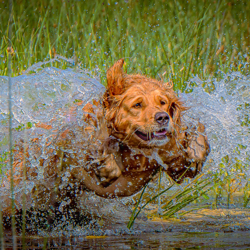 2nd Merit Award Animal Kamloops Photo Arts Club Brian Mitchell Leaping Golden