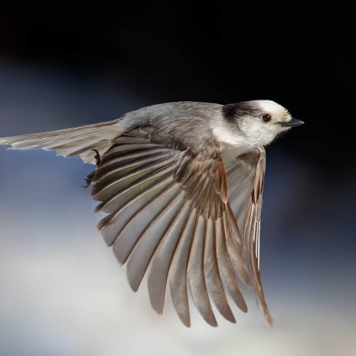 2nd Merit Award BC  Norman Dougan Canada Jay In Flight