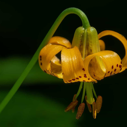 2nd_Merit_Award-BO-Colleen Sayer-Orange Blossom Special