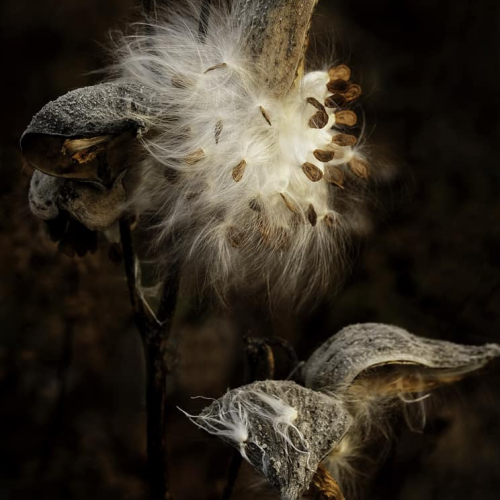 2nd Merit Award - BO - Montreal Camera Club - Sonja Klapper - Common Milkweed