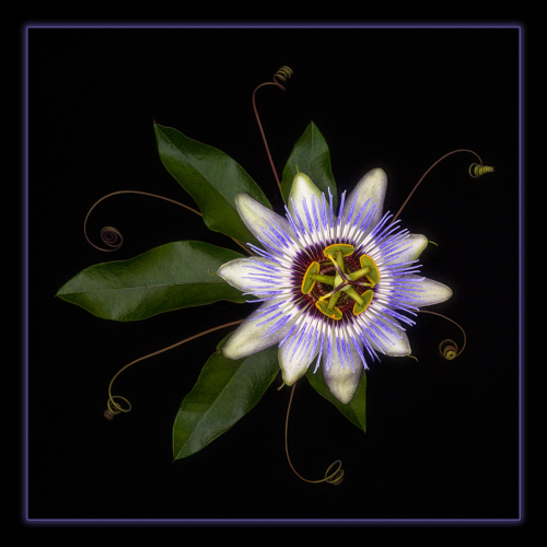 2nd Merit Award CCU Hamilton Camera Club Karen Cunningham Passion Flower