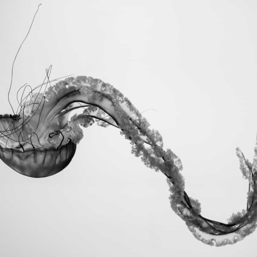 2nd Merit Award NA Grand River Imaging And Photographic Society Melissa Graham Jelly Fish