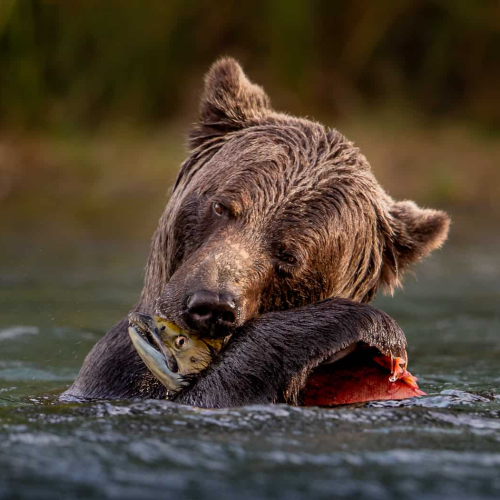 2nd_Merit_Award-NA-Leah Gray-Grizzly With Sockeye Salmon