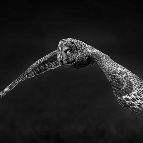 2nd Merit Award NA Norman Dougan Evening Flight