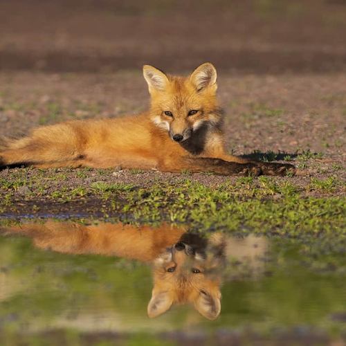 2nd Merit Award NB Focus Camera Club Stella D'Entremont Relaxing By The Puddle