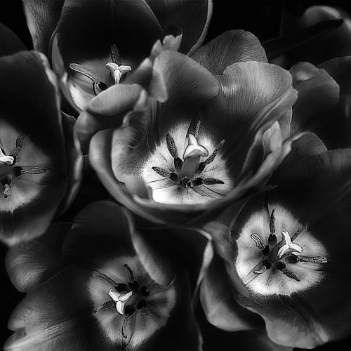 2nd Merit Award - PLANT - Burnaby Photographic Society - Ata Safar - Midnight Tulips