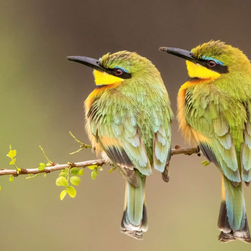 2nd_Merit_Award-WI-Ilana Block-Little Bee Eaters