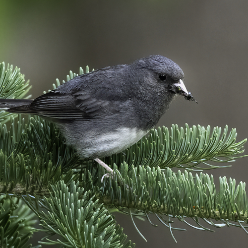 2nd Merit Award - WI - Photographic Guild Of Nova Scotia - Laszlo Podor - Junco With Ants
