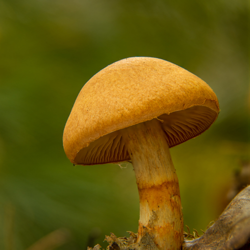 3rd Merit Award Botany Jonathan Sau Gymnopilus Junonius