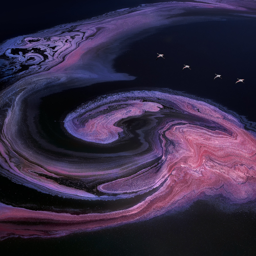 3rd Merit Award Colour Yun Wang Flamingo Flying Into A Whirlpool