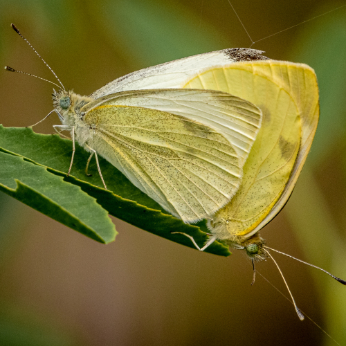3rd Merit Award Insect David Evans - Cabbage White Mating