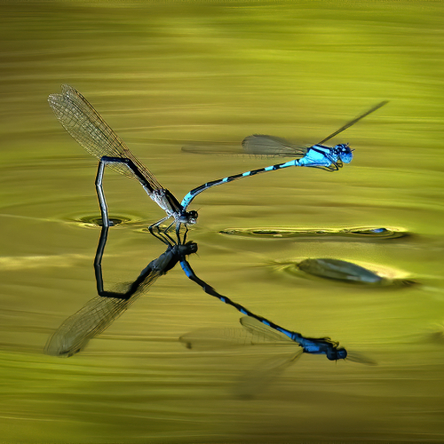 3rd Merit Award Insect Llaesa North Together At Twilight