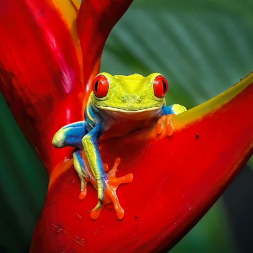 3rd Merit Award Insect London Camera Club Andrew Campbell Red Eyed Green Tree Frog Costa Rica