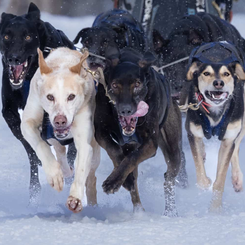 3rd Merit Award Jasmine Suo ANI Dog Sled Racing