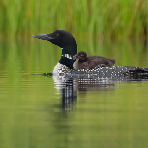 3rd Merit Award Nature - Adrienne Zoe - Mommy and Baby Loon
