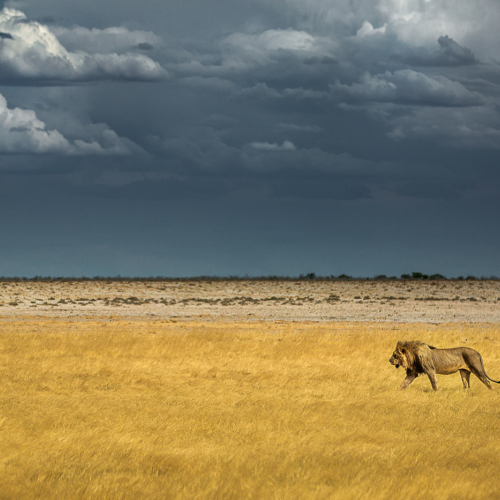 3rd Merit Award Nature Kamloops Photo Arts Club Bonnie Pryce The Protector