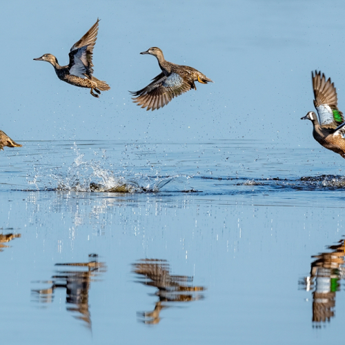 3rd Merit Award Wildlife London Camera Club Laurie Milne Blue Winged Teal