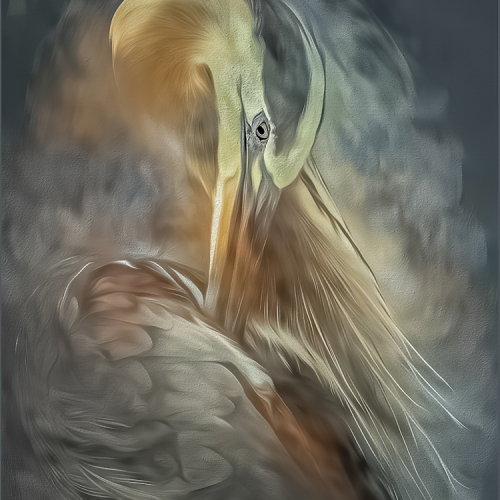 3rd Merit Colour Richmond Hill Camera Club Margaret Krzepkowski All That Fancy Feathers 