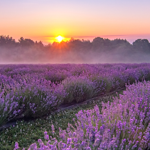 3rd Merit Que Lucie Blais Lavender From Quebec