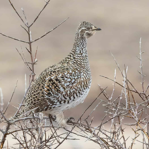 3rd Merit SK Diane McKinnon Prairie Chicken
