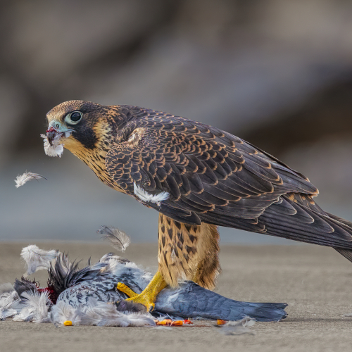 3rd Merit Award Animal Geoff Dunn Juvenile Peregrine Falcon With Prey