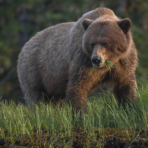 3rd Merit Award Animal William Bickle Grizzly Sunset