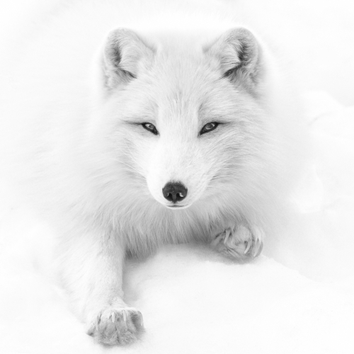 3rd Merit Award ANIMAL Club Photo Saint Hyacinthe Micheline Brûlé Connection
