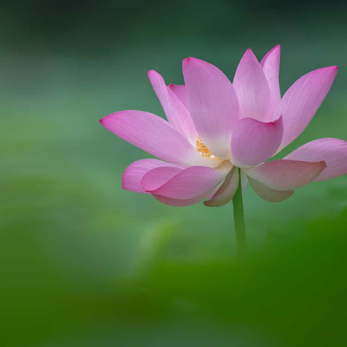 3rd_Merit_Award-BO-Xuejun Long-Blooming