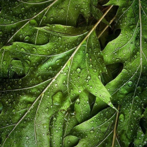 3rd Merit Award CLO Lakeshore Camera Club Cynthia Magliocco Caught In The Rain