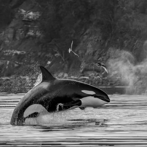 3rd Merit Award NA Earl Hirtz Orca Flies With Gulls