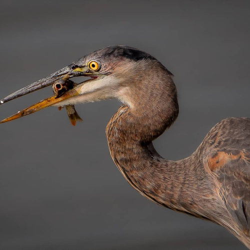 3rd_Merit_Award-NA-Pia O'Leary-Immature Great Blue Heron
